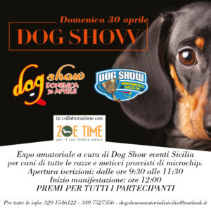 dog Show 1000x1000